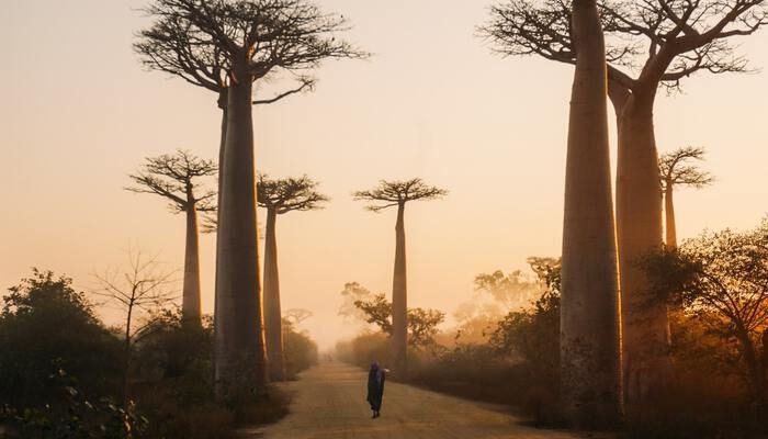 Madagaskar baobab bomen